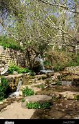 Image result for Water and Trees Israel