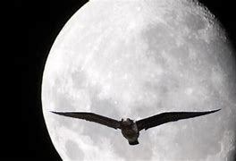 moon birds nft