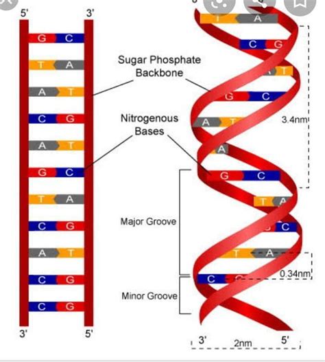 What is structire of DNA ?Please explain with a picture .. And how does ...