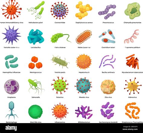 What Are Germs
