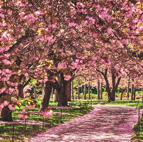 Cherry Tree 的图像结果