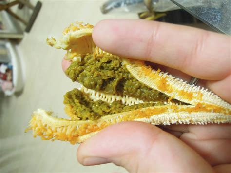 Can You Eat Starfish And Is It Safe? | Ouachita Adventures
