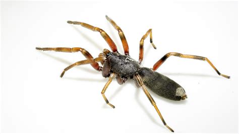 The truth about white-tailed spiders - Australian Geographic