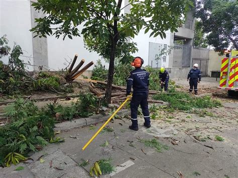 Cinco árboles caídos tras fuertes lluvias en Neiva – Red NoticiasHuila