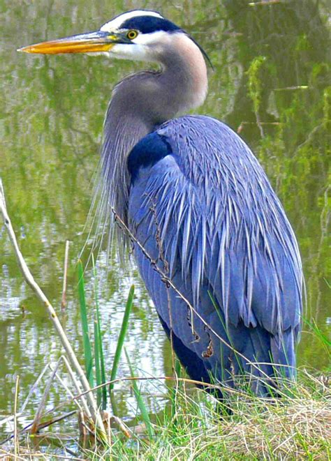 Great Blue Heron: Majestic Bird of North America