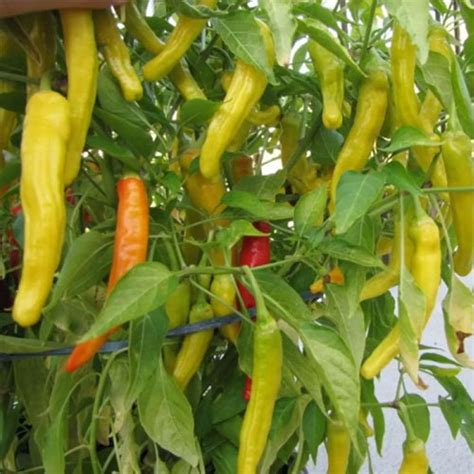Buy Hot Chilli Hungarian Yellow Wax Pepper Seeds – Perfect for Gardeners
