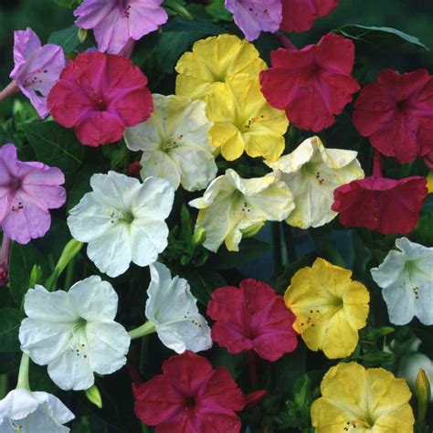 Four O' Clock - Mixed - 10 Flower Seeds – Floral Treasure