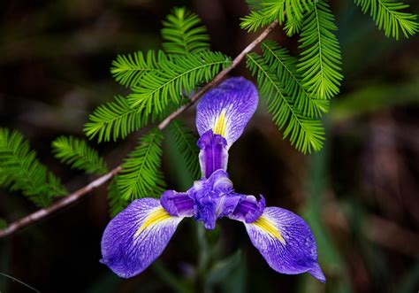 Blue Flag Iris Plant