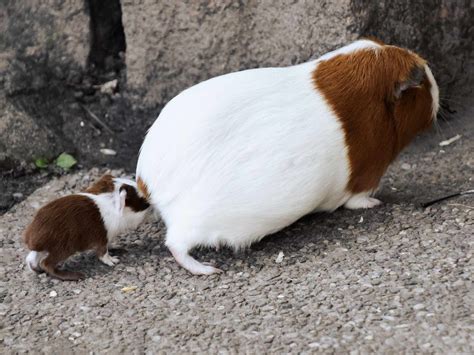 Guinea Pig Life Cycle - Reproduction - Pregnancy - Breeding