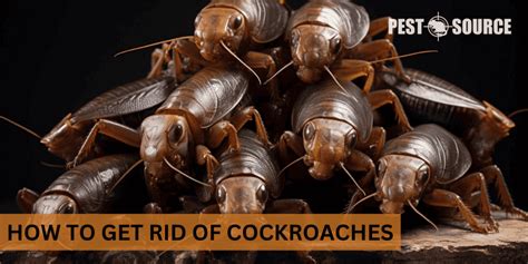 How to Kill Cockroach 的图像结果