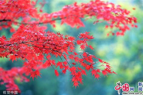 南京：栖霞山红叶进入最佳观赏季_新闻中心_中国网