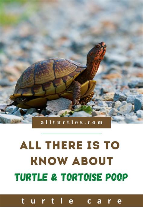 Image result for Softshell Turtle Poop