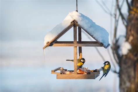 What To Feed Birds in Winter: Full Guide for Bird Watchers