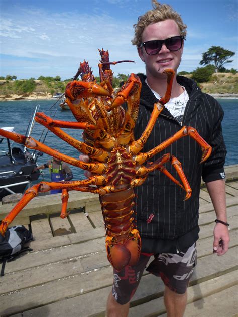 NZ Crayfish - Chatham Islands Their called Lobster elsewhere in the ...