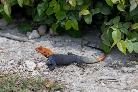 Invasive Lizards – Matthew Paulson Photography