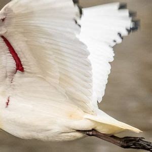 Indigenous Bird Investigation Squad l Australian Botanic Garden Mount ...