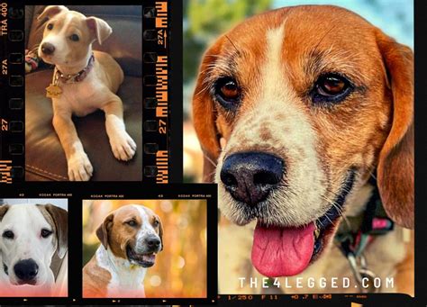 Pitbull Beagle Mix: Everything You Need to Know About the Beaglebull