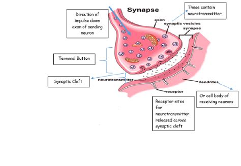 The Synapse Labeled 的图像结果