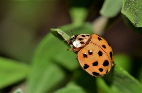 Free Images : nature, bokeh, flower, green, biology, ladybug, butterfly ...