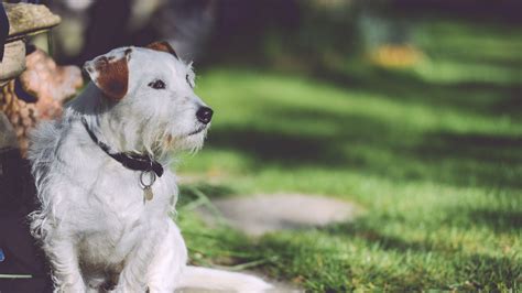 Download wallpaper 1920x1080 dog, walk, light, sits full hd, hdtv, fhd ...