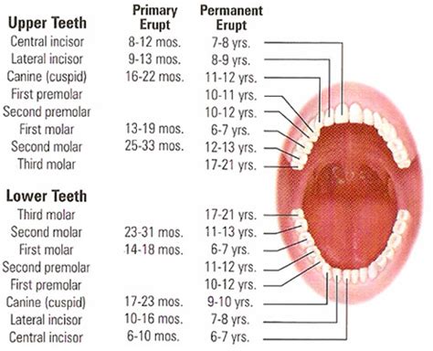 Diagram of Shedding of Teeth | Quizlet