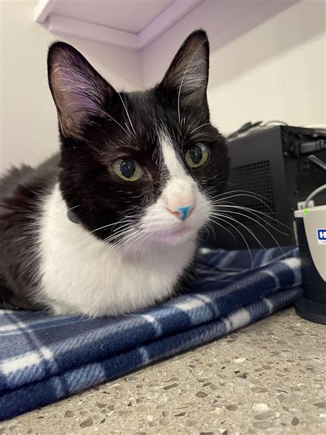 This seems like a right of passage : r/Fountain_Pen_Cats