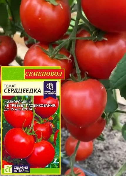 Томаты Семена Алтая Алтай - купить по выгодным ценам в интернет ...