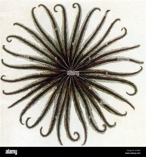 Phylum Echinodermata Sea Lily