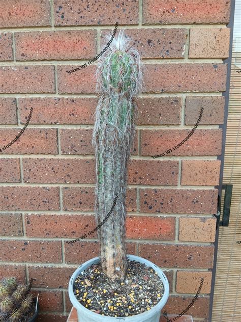 Oreocereus. Celsius. aka "old man of the Andes" Native to the high lands of Sth America. It gets ...