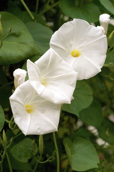 Moon Flower Vine