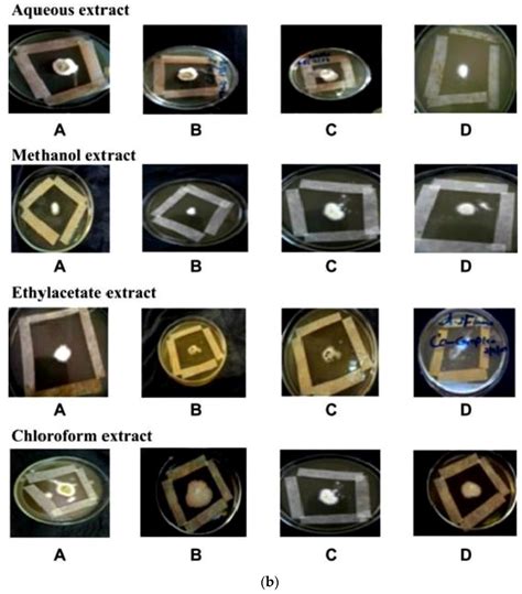 Antifungal Potential and Antioxidant Efficacy in the Shell Extract of ...