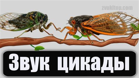 Звук стрекотания цикад / Sounds of the Cicada - YouTube
