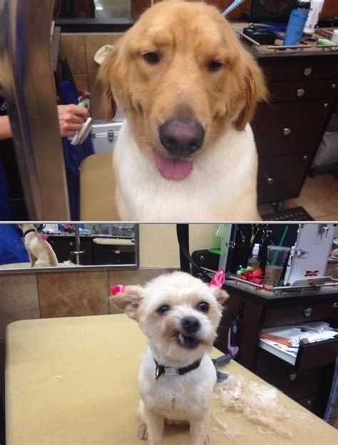 pet grooming dallas