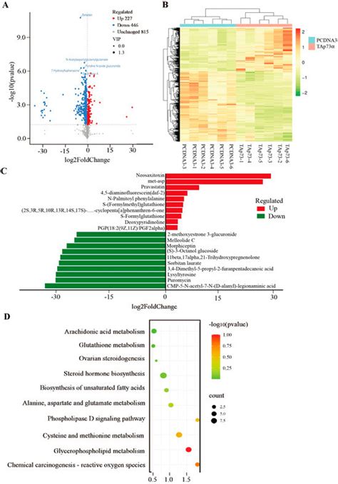 Metabolomic Analysis Identifies Betaine as a Key Mediator of TAp73α ...