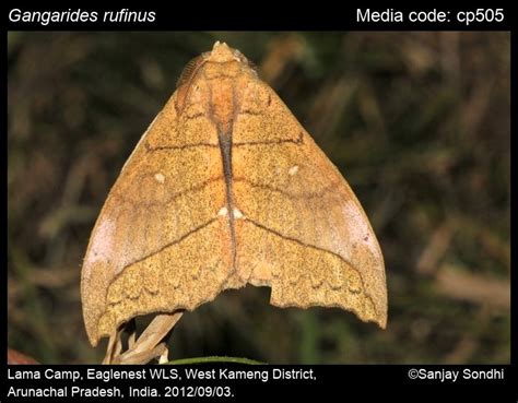 Gangarides rufinus Schintlmeister, 1997 - | Moths