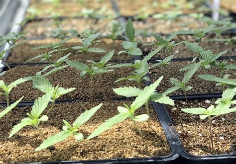 Zukunftstechnologie meets Cannabis - Pure Holding AG - Reportagen ...