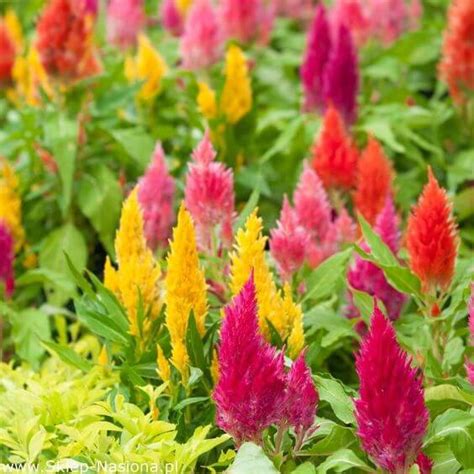 Celosia Flower Seeds, Imported Flower Seeds 50-100 ...