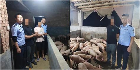 猪场管理不可轻视 超详细猪场问题改进方案 - 技术 - 中国养猪网-中国养猪行业门户网站