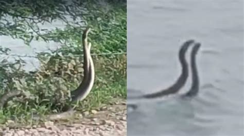 Viral Video: कोटा में धामन सांपों के डांस के वीडियो हुए वायरल, बुज़ुर्ग ...