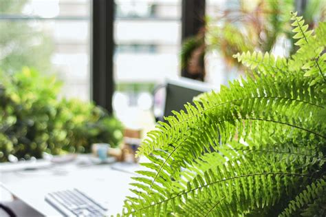 15 Best Indoor Fern Plants to Grow at Home - Petal Republic