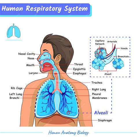 Image result for Respiratory System Composition