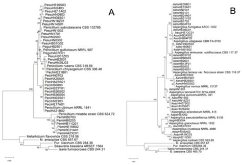 Entomopathogenic Fungi in the Soils of China and Their Bioactivity ...