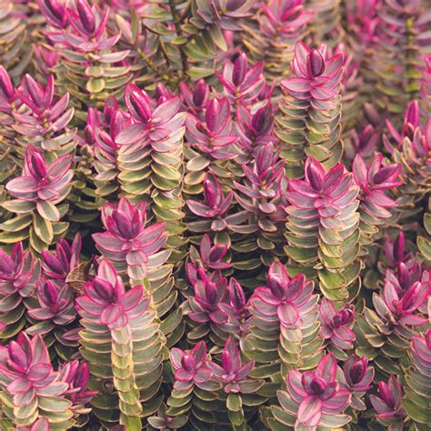 The 5 best low-growing evergreen shrubs for your garden | Ideal Home