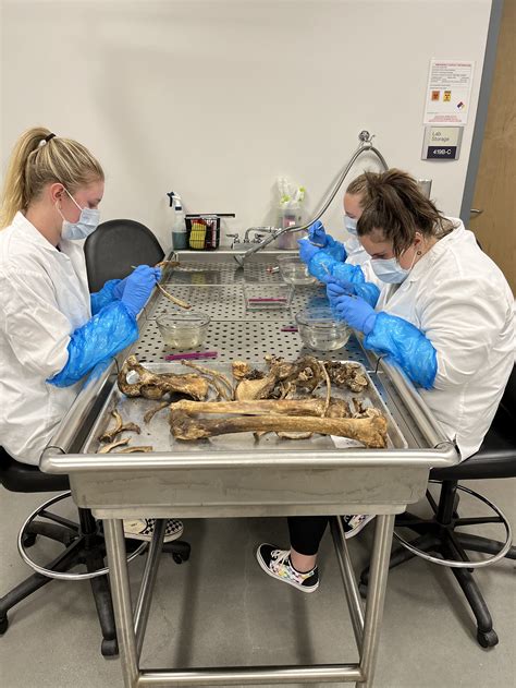 Human Decomposition Stages