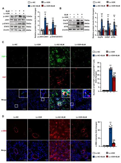 Fibroblast Upregulation of Vitamin D Receptor Represents a Self ...