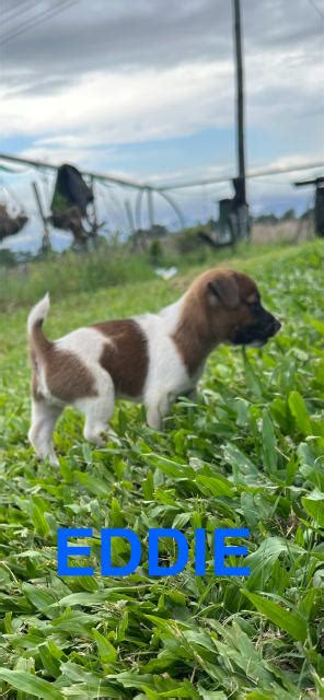 Image result for Mini Stumpy Jack Russell