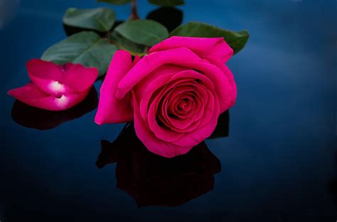 Pink Roses HD Wallpapers - Top Free Pink Roses HD Backgrounds ...