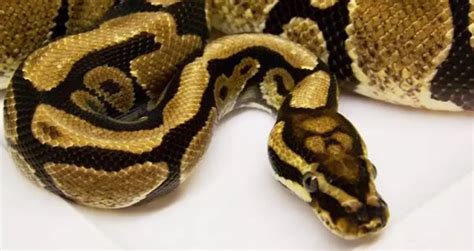 Image result for Spotnose Ball Python