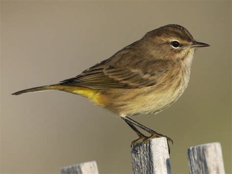 Palm Warbler - eBird