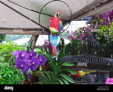 Quezon City, Philippines. 2 September, 2014. Different endemic orchids seen in the Philippines ...